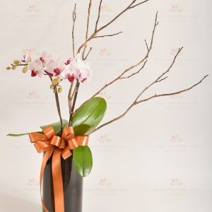 2 mini orchids, moss wood or linear branches